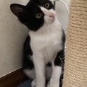 ハチワレ抱っこ大好き子猫2か月