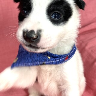 保健所からレスキューした子犬♂クローバー