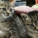 キジトラ兄弟　生後1ヶ月くらい