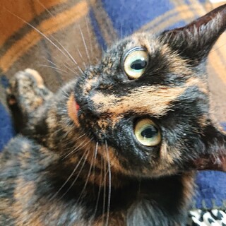 人を虜にする♡サビ猫の女の子