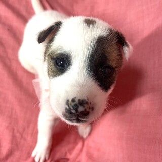 保健所からレスキューした子犬♀杏