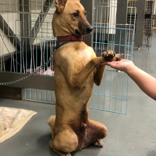 お手マテだって出来るリバティ君→ボランティア譲渡！