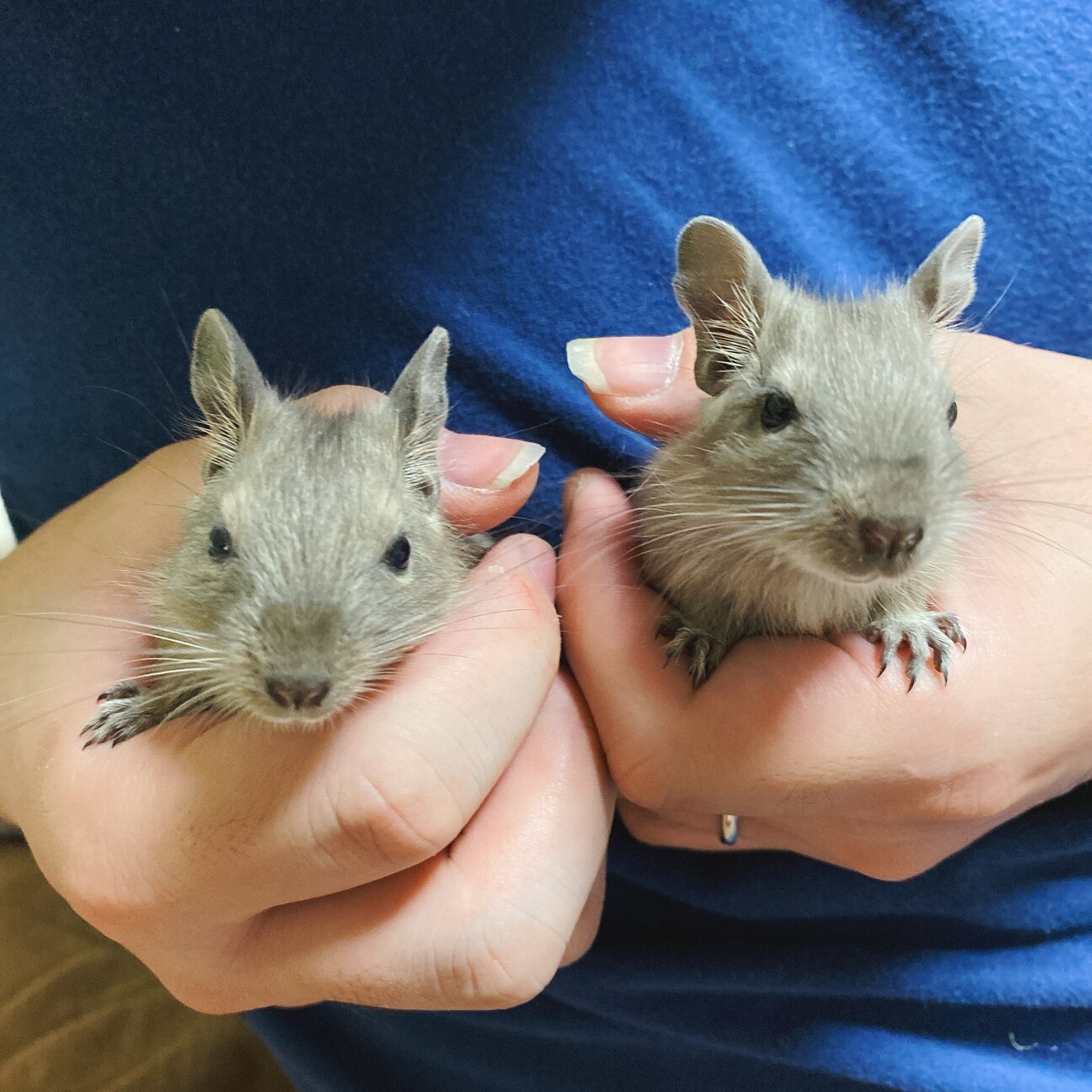 デグーの赤ちゃん2匹の里 神奈川県 小動物の里親募集 ペットのおうち 月間利用者150万人