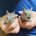 デグーの赤ちゃん2匹の里親募集！