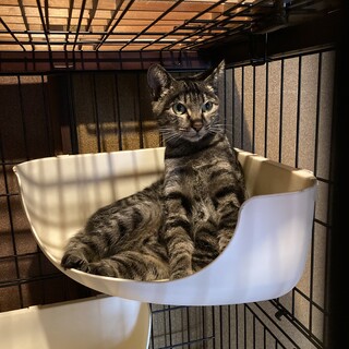 1歳と2歳の女の子