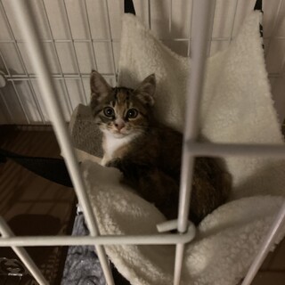 草むらで鳴いてたキジ三毛の女の子