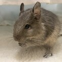 デグーのオス 3ヶ月