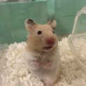 ゴールデンハムスター メス  3ヶ月
