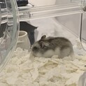 ジャンガリアンハムスター メス 7ヶ月