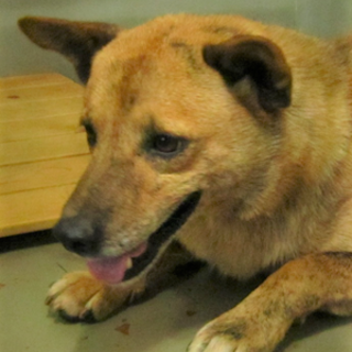 ◆可愛い犬(多数収容中)◆を家族に迎えませんか？