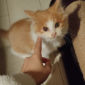 人懐っこい2ヶ月茶白猫フライちゃん