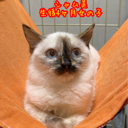 可愛いシャム美