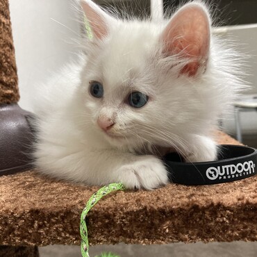キャットタワーに登れるようになりました。