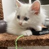 キャットタワーに登れるようになりました。