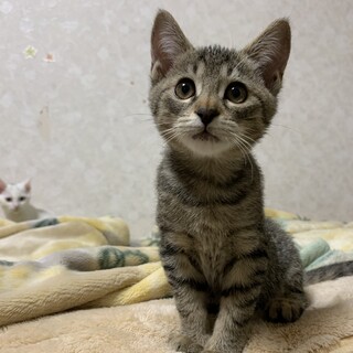 おっとり三兄妹；糸ちゃん