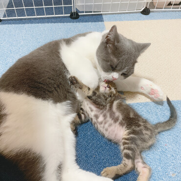 子猫の預かりボランティアをしていた時の写真。どの猫にも優しいです。