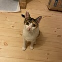 7月生まれの女の子猫2匹です♪ミケ、サバちゃん