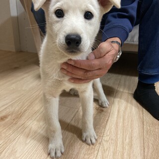 レンゲの家族を探してます。