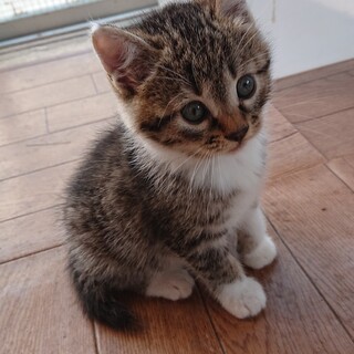 コロコロ可愛い5兄妹 d