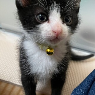 応募多数につき募集停止ハチワレ白黒男子マック