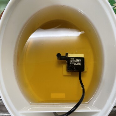 うちの給水器にはチャーガ茶が流れてます( ^ω^ )