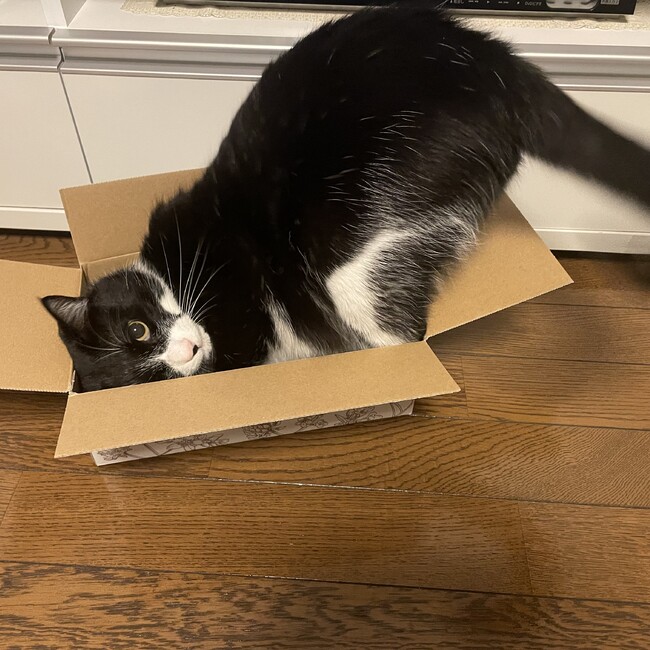 みゅみゅりんのカバー写真