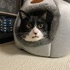 新しいベッドが届きました。とても警戒心が強いので入れるのに苦労しました。