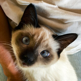 ぬいぐるみ度MAXの優しい猫です