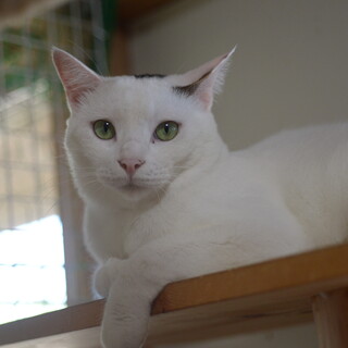 ミケオスチョロ