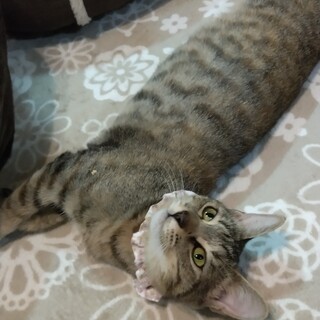 三重県が募集対象の猫の里親募集情報 :: ペットのおうち【月間利用者 