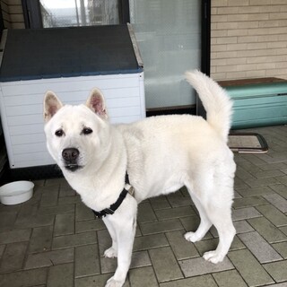 紀州犬　♂　里親募集中