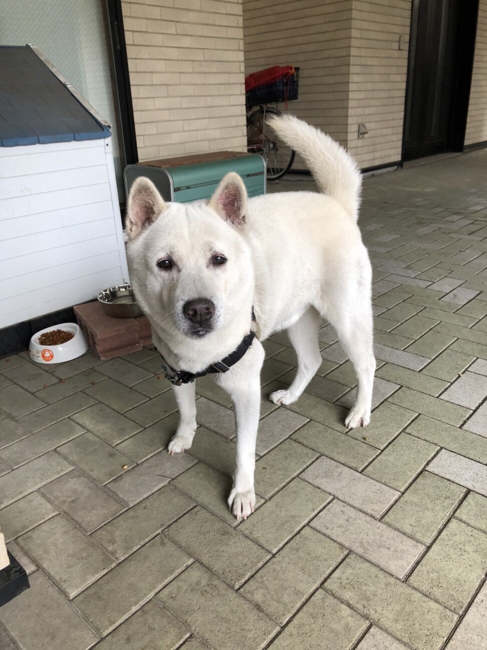 紀州犬 里親募集中 埼玉県 犬の里親募集 ペットのおうち 月間利用者150万人