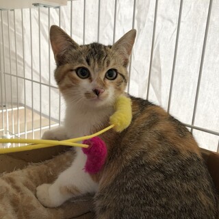 里親さま決定☆猫カレンダー兄妹