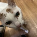 里親募集　しなやかボディのノビ　5歳男の子