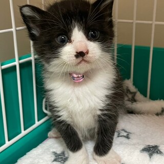 募集停止❤️ハチワレ白黒女子モス