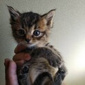 キジキジ、キュートな5兄妹！