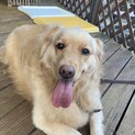 【決定しました】ゴールデンレトリバー女の子4歳