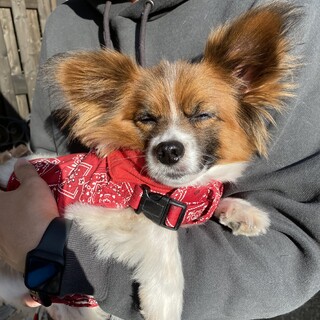 元気いっぱいシニア 甘えん坊なパピヨン♂アキ