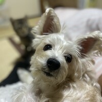 シフォン