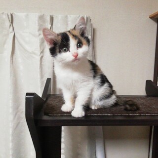 かわいい三毛猫　みすずちゃん