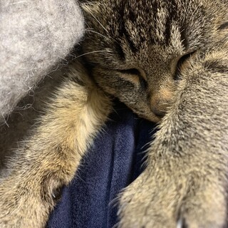 キジトラ　生後４ヶ月くらいの男の子◎