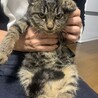 キジトラ　生後４ヶ月くらいの男の子◎ サムネイル5