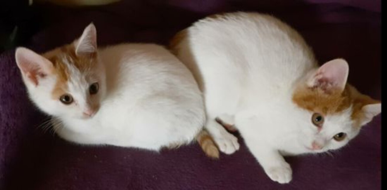 甘えん坊腕白子猫2匹兄弟 東京都 猫の里親募集 3369 ペットのおうち 月間利用者150万人