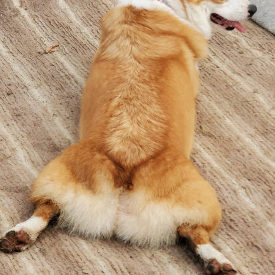 もものカバー写真