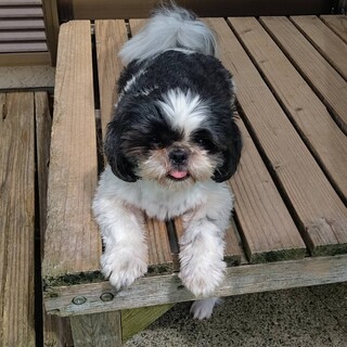 優しい家族できました！お茶目なシーズー　エレちゃん