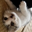 愛嬌の塊　しおちゃん　2ヶ月