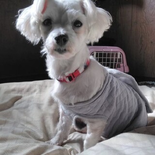 里親さん募集のひばりちゃん