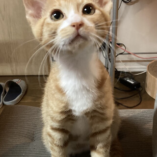 とても甘えん坊な茶白くん