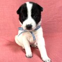 保健所からレスキューした子犬♂デン