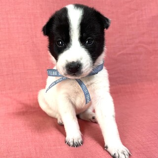 保健所からレスキューした子犬♂デン